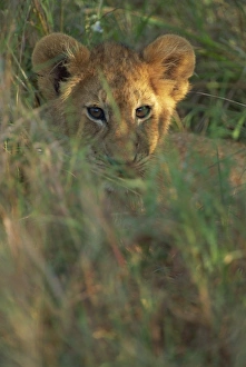 Baby Animals Prints: Lion cub (Panthera leo) in grass, Masai Mara, Kenya, East Africa, Africa