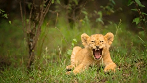 Lying On Front Prints: Lion cub roaring, Masai Mara, Kenya, East Africa, Africa