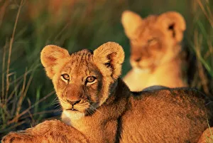 Images Dated 29th February 2008: Lion cubs approximately 2-3 months old