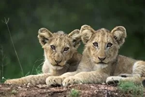 Images Dated 21st February 2006: Lion cubs, Panthera leo