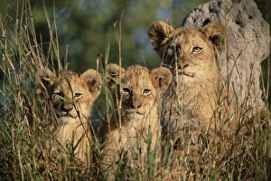 Kruger Prints: Lion cubs, Panthera leo