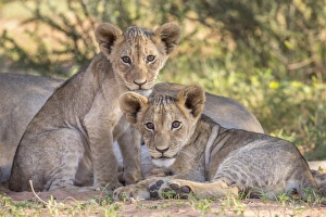 Lying On Front Prints: Lion cubs (Panthera leo) in the Kalahari, Kgalagadi Transfrontier Park, Northern Cape