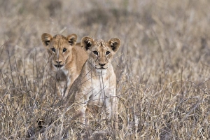 Panthera Prints: Two lion cubs (Panthera leo), one looking at the camera, Tsavo, Kenya, East Africa