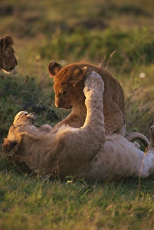 Baby Animals Prints: Lion cubs (Panthera leo) playing, Masai Mara, Kenya, East Africa, Africa