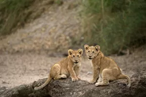 Eye Contact Gallery: Lion cubs (Panthera leo), Serengeti National Park, Tanzania, East Africa, Africa