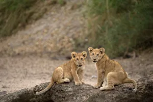 Endangered Species Gallery: Lion cubs (Panthera leo), Serengeti National Park, Tanzania, East Africa, Africa