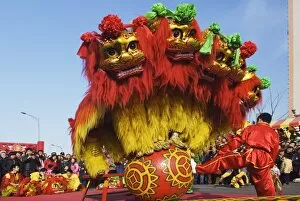 Images Dated 9th February 2008: Lion Dance, Chinese New Year, Spring Festival, Beijing, China, Asia