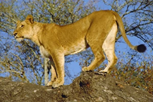 Poised Prints: Lion, Kruger Park