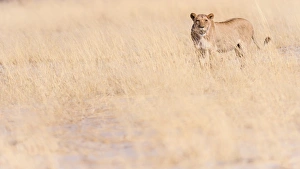 Golden Colour Prints: Lion, Okavango Delta, Botswana, Africa
