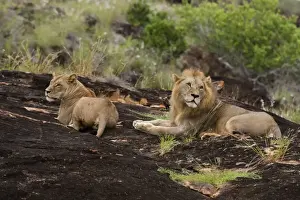 A lion pair (Panthera leo) on a kopje known as Lion Rock in Lualenyi reserve, Tsavo