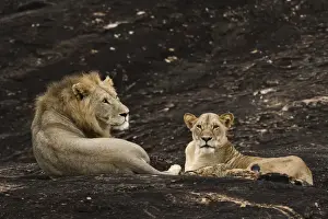 Tsavo Prints: A lion pair (Panthera leo) on a kopje known as Lion Rock in Lualenyi reserve, Tsavo