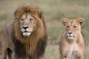 Lion pair (Panthera leo), Masai Mara National Reserve, Kenya, East Africa, Africa