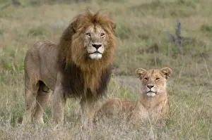 Lion pair (Panthera leo), Masai Mara National Reserve, Kenya, East Africa, Africa