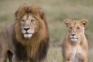 Feline Prints: Lion pair (Panthera leo), Masai Mara National Reserve, Kenya, East Africa, Africa