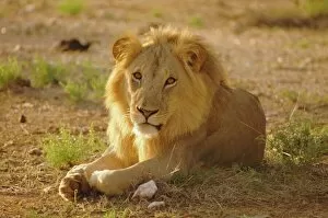 Lion Collection: Lion (Panthera leo)