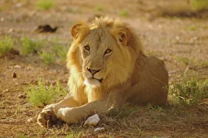 Relaxing Prints: Lion (Panthera leo)