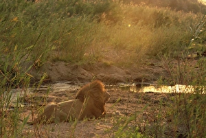 Lion (Panthera leo)