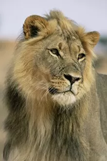 Images Dated 9th August 2008: Lion, Panthera leo