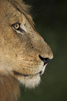 Lion (Panthera leo)