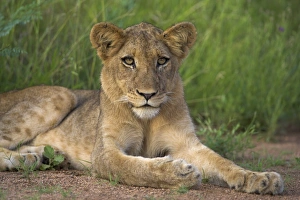Lion (Panthera leo)