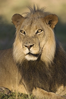 Lion (Panthera leo)