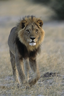 Lion (Panthera leo)
