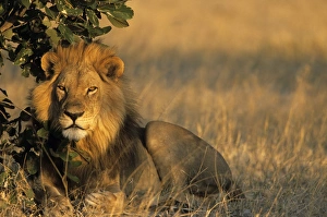 Lion, Panthera leo