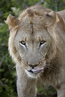 Licking Prints: Lion (Panthera leo), Addo Elephant National Park, South Africa, Africa