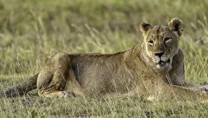 Savannas Prints: A Lion (Panthera leo), Amboseli National Park, Kenya, East Africa, Africa