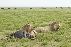 Two lion (Panthera leo) at a blue wildebeest kill, Serengeti National Park
