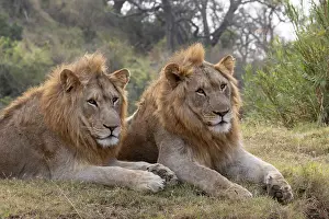 Big Cat Prints: Lion (Panthera leo) brothers, Zimanga private game reserve