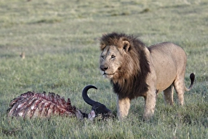 Carcass Prints: Lion (Panthera leo) at a Cape buffalo kill