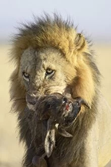 Images Dated 20th October 2006: Lion (Panthera leo) carrying a blue wildebeest