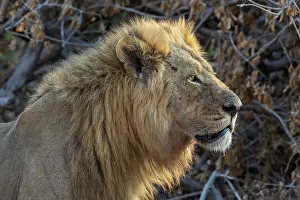 Big Cat Prints: Lion (Panthera leo), Chobe National Park, Botswana, Africa