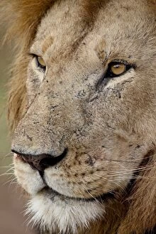 Lion (Panthera leo) up close, Masai Mara National Reserve, Kenya, East Africa, Africa