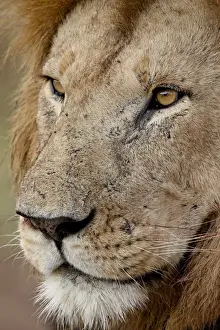 Feline Prints: Lion (Panthera leo) up close, Masai Mara National Reserve, Kenya, East Africa, Africa