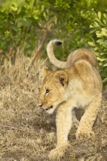 Images Dated 18th October 2006: Lion (Panthera leo) cub