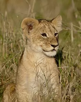 Images Dated 6th October 2007: Lion (Panthera leo) cub, Masai Mara National Reserve, Kenya, East Africa, Africa