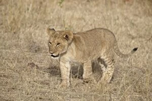 Images Dated 18th October 2006: Lion (Panthera leo) cub, Masai Mara National Reserve, Kenya, East Africa, Africa