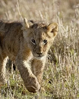 Images Dated 3rd October 2007: Lion (Panthera leo) cub, Masai Mara National Reserve, Kenya, East Africa, Africa