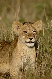 Lion (Panthera leo) cub, Masai Mara National Reserve, Kenya, East Africa, Africa