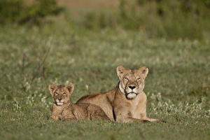 Lion (Panthera leo) cub and its mother, Ngorongoro Crater, Tanzania, East Africa, Africa