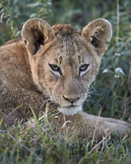 Lying On Front Prints: Lion (Panthera leo) cub, Ngorongoro Crater, Tanzania, East Africa, Africa