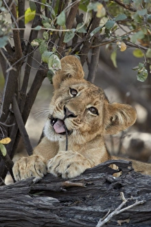 Lion (Panthera leo) cub playing with a branch, Selous Game Reserve, Tanzania, East Africa