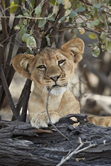 Biting Prints: Lion (Panthera leo) cub playing with a branch, Selous Game Reserve, Tanzania, East Africa