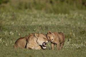 Lying On Front Prints: Lion (Panthera leo) cub rubbing against its mother