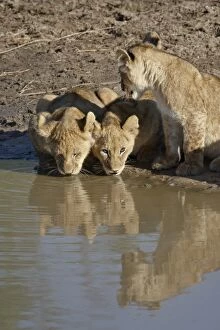 Three Lion (Panthera leo) cubs drinking, Masai Mara National Reserve, Kenya