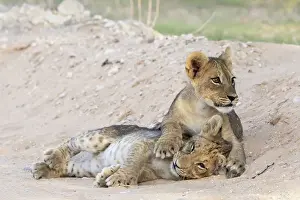 Curious Prints: Lion (Panthera leo) cubs, Kgalagadi Transfrontier Park