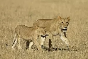 Lion (Panthera leo) cubs, Masai Mara National Reserve, Kenya, East Africa, Africa