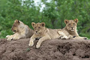 Three Animals Prints: Lion (Panthera leo) cubs, Mashatu Game Reserve, Botswana, Africa